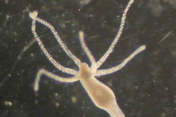 Kraken onion link