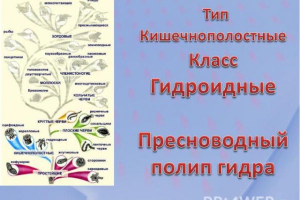 Кракен зеркало на сайт